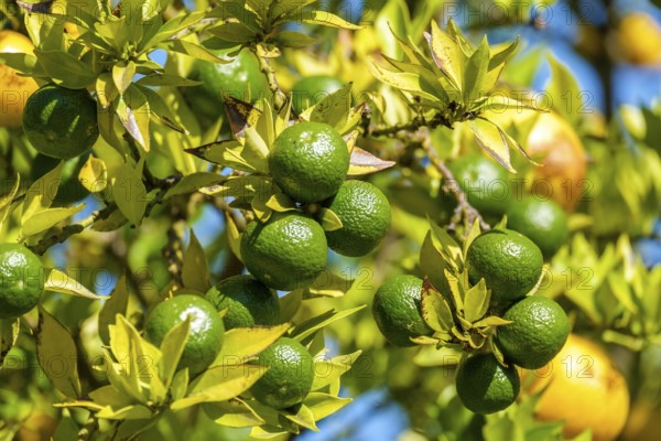Green citrus fruits on a densely overgrown tree, bright colours in nature, Netherlands