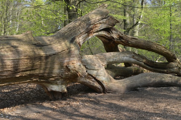 Old oak, (Quercus) deadwood in Reinhardswald, North Hesse, Germany, Europe