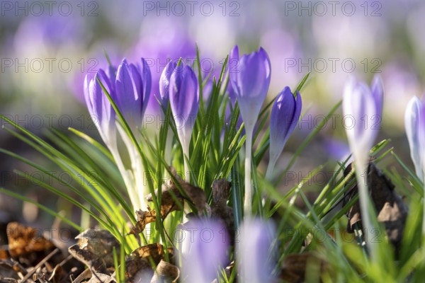 Purple crocuses blooming in the sunshine, surrounded by green leaves, Germany, Europe