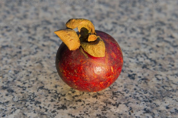 A single mangosteen lies on a stone floor, Mangosteen (Garcinia mangostana), Mangosteen