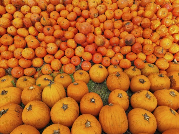 Hokkaido pumpkins, Lower Saxony, Germany, Europe