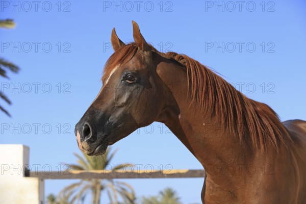 Arabian horse, thoroughbred Arabian, Djerba, Tunisia, Africa