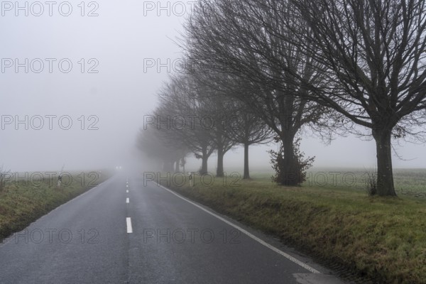 Dense fog, with visibility sometimes less than 100 metres, country road, Schuirweg, in Essen, North Rhine-Westphalia, Germany, Europe