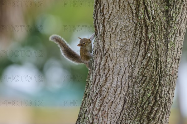 American grey squirrel (Sciurus carolinensis), climbing on a tree trunk in a natural environment, Pembroke Pines, Florida, USA, North America