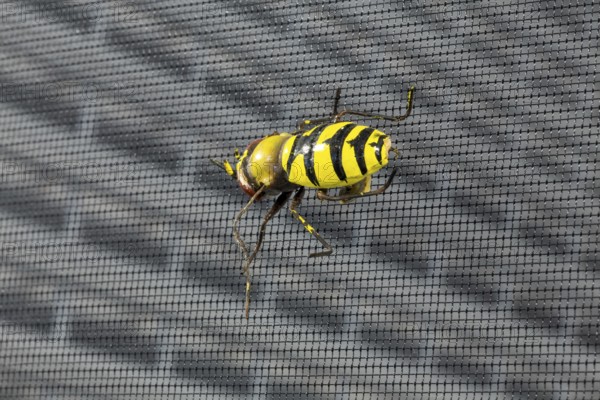 Close-up of an insect screen