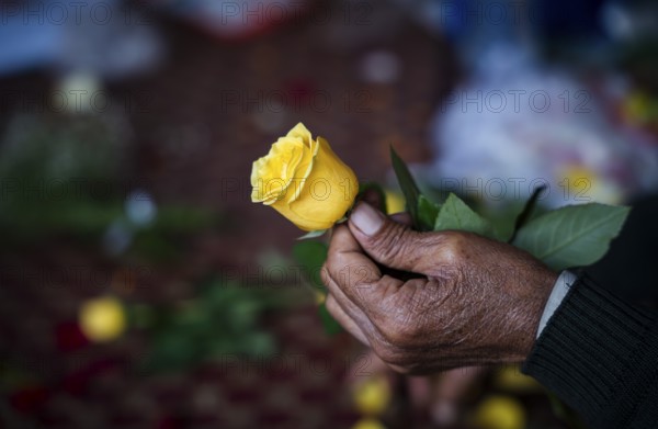 A person holds a yellow rose in a street flower shop, on the occasion of Valentines day on February 14, 2025 in Guwahati, India. Valentine's Day, celebrated on February 14th, is a day dedicated to expressing love and affection
