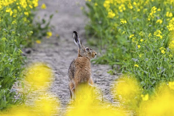 European brown hare (Lepus europaeus) foraging in yellow rape field, rapefield flowering in spring