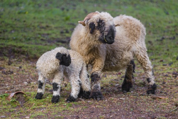 A female Valais Blacknose sheep and its lamb (Avis Aries) stand on a pasture on hilly ground