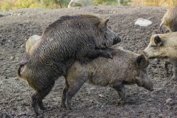 Two wild boar or wild pig (Sus scrofa), mate on an opening