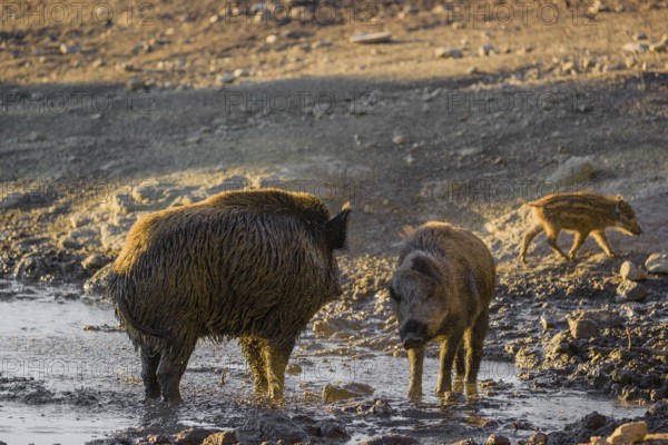 A wild boar or wild pig (Sus scrofa) shakes off the water and mud after a mud bath