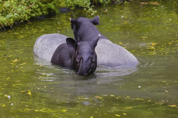 Two Malayan tapir (Acrocodia indica), one male and one female meet in the shallow water of a river