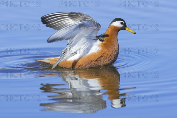 Red phalarope, grey phalarope (Phalaropus fulicarius) female in breeding plumage flapping wings in pond on the tundra in spring, Svalbard, Norway, Europe