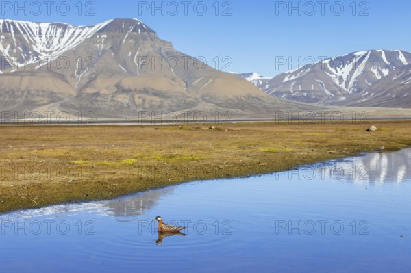 Red phalarope, grey phalarope (Phalaropus fulicarius) female in breeding plumage swimming in pond on the tundra in spring, summer, Svalbard, Norway, Europe