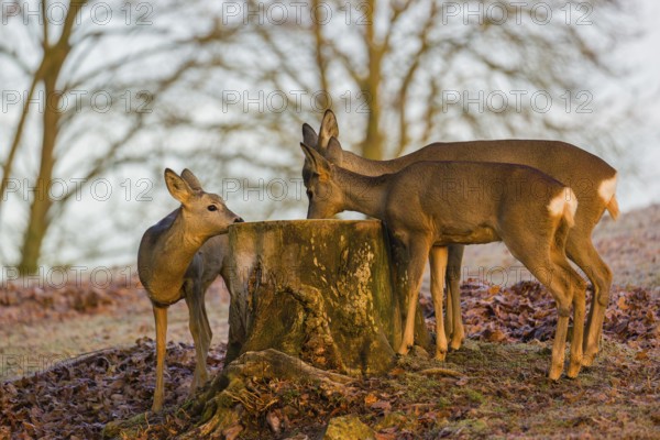 A female roe deer (Capreolus capreolus) and her two fawns nibbling moss from a tree stump at sunrise