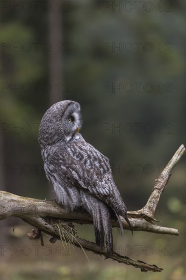 One great grey owl (Strix nebulosa) sitting on the root of a fallen spruce tree