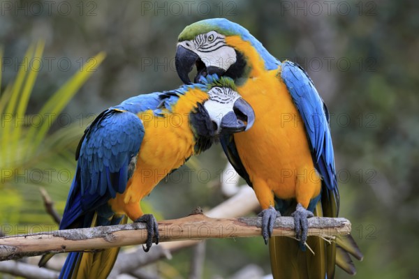 Yellow-breasted Macaw (Ara ararauna), adult, perch, pair, social behaviour, plumage care, South America