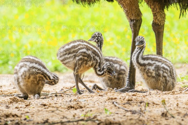 Emu (Dromaius novaehollandiae) youngsters on the ground, Bavaria, Germany, Europe