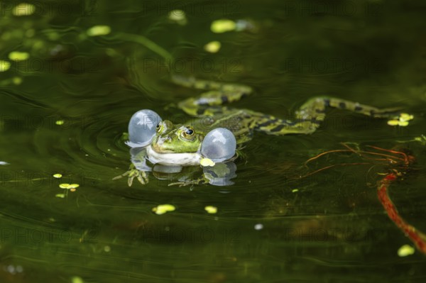 Edible frog (Pelophylax esculentus) in a little lake in the water, Bavaria, Germany, Europe