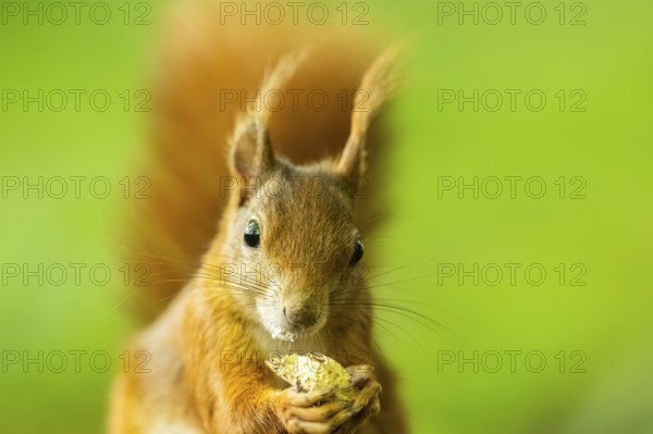 Red squirrel (Sciurus vulgaris) in a forest, Bavaria, Gernany