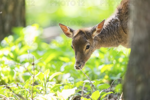 Fallow deer (Dama dama) fawn, portrait, in a forest, Bavaria, Germany, Europe
