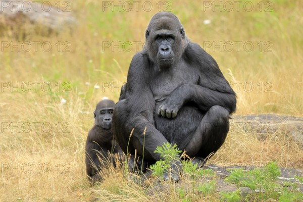 Western gorilla (Gorilla gorilla), adult, female, with young, sitting, on ground