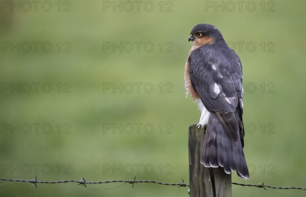 Sparrowhawk, (Accipiter nisus) sitting on a perch, Schleswig-Holstein, Germany, Europe