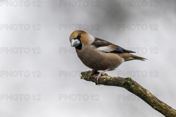 Hawfinch (Coccothraustes coccothraustes), Emsland, Lower Saxony, Germany, Europe