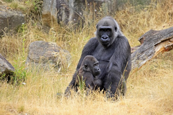 Western gorilla (Gorilla gorilla), adult, female, with young, sitting, on ground