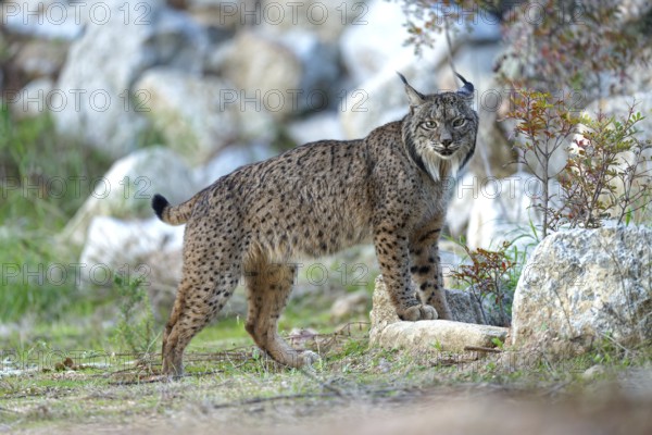 Lynx pardinus, old male, smelling a scent mark, Andalusia Spain