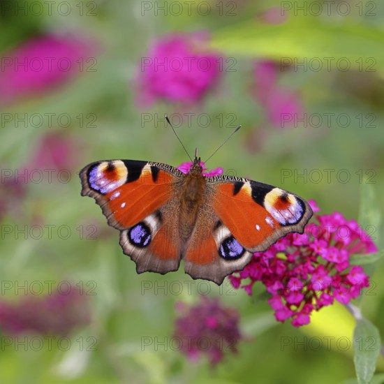 Peacock butterfly (Inachis io) sucking nectar on butterfly bush (Buddleja davidii), in a natural environment in the wild, close-up, wildlife, insects, butterflies, butterflies, Wilnsdorf, North Rhine-Westphalia, Germany, Europe