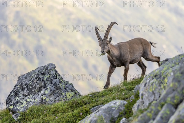 Alpine ibex (Capra ibex), adult male, with grass in mouth, Mont Blanc massif, Chamonix, France, Europe