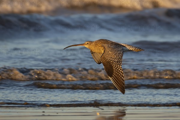Eurasian curlew (Numenius arquata) adult bird flying over a coastline, Norfolk, England, United Kingdom, Europe