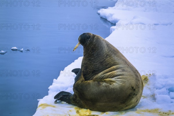 Walrus (Odobenus rosmarus) resting on a ice floe at the arctic sea Svalbard, Norway, Europe