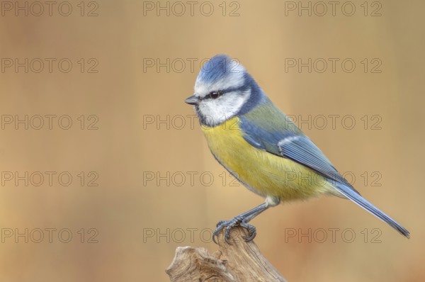 A blue and yellow bird is sitting on a branch. The bird is small and has a blue head. Blue tit (Cyanistes caeruleus) . Lower Rhine, Alsace, France, Europe