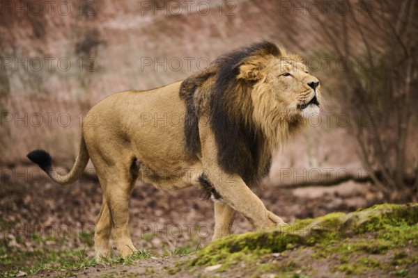 Asiatic lion (Panthera leo persica) male walking on the ground, Germany, Europe