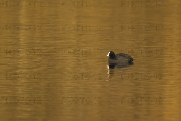 Eurasian coot (Fulica atra) adult bird on a lake, England, United Kingdom, Europe