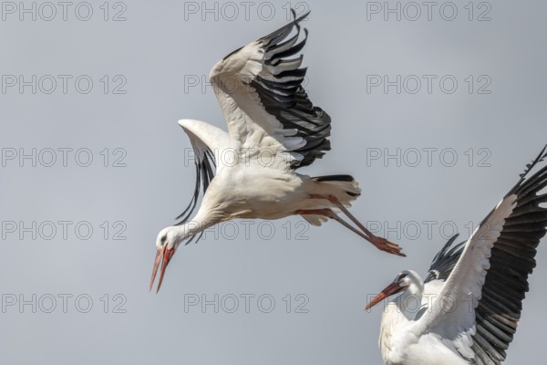 White stork (Ciconia ciconia) in flight during the nesting season in a village. Lower Rhine, Alsace, France, Europe