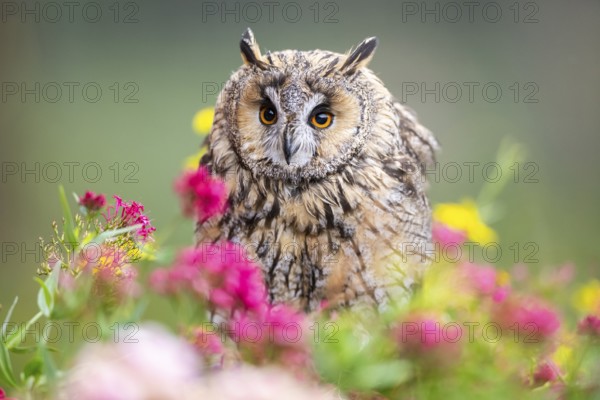 Long-eared owl (Asio otus), or lesser horned owl, sitting in middle of blossoming flowers, captive, Pyrenees, Catalonia, Spain, Europe