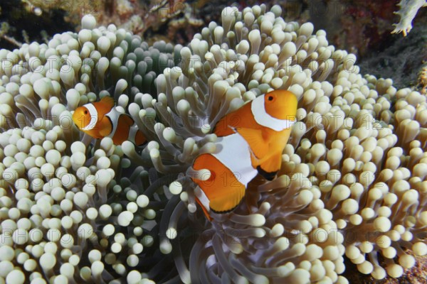 Two Ocellaris Clownfish (Amphiprion ocellaris) in a sea anemone, bright colours in the coral reef, dive site Coral Garden, Menjangan, Bali, Indonesia, Asia