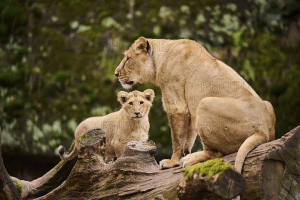 Asiatic lion (Panthera leo persica) female (mother) with her cub, captive