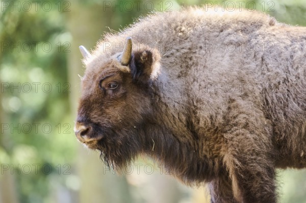 European bison (Bison bonasus) portrait in a forest in spring, Bavarian Forest, Germany, Europe
