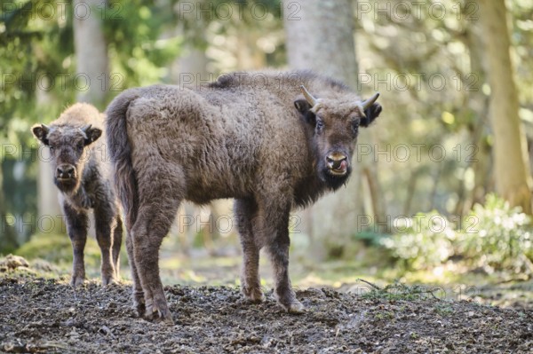 European bison (Bison bonasus) youngsters in a forest in spring, Bavarian Forest, Germany, Europe