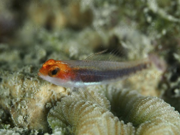 Red-headed dwarf goby (Eviota rubriceps) resting on a coral, dive site Gondol Bay, Gondol, Bali, Indonesia, Asia