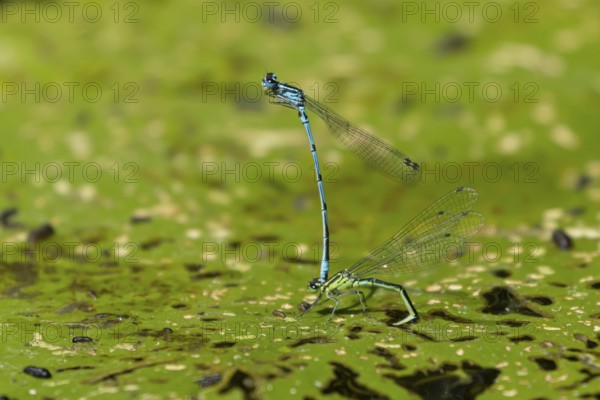 Common blue damselfly (Enallagma cyathigerum) adult male and female insects mating on a Water lily plant leaf on a pond in the summer, England, United Kingdom, Europe