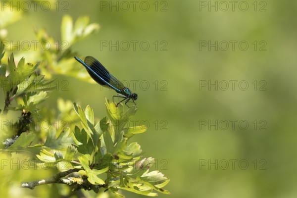 Banded demoiselle damselfly (Calopteryx splendens) adult male insect on a Hawthorn tree leaf in the summer, England, United Kingdom, Europe