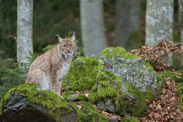 Eurasian lynx (Lynx lynx) Bavaria, Germany, Europe