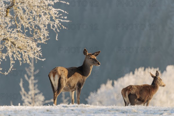 Two female red deer (Cervus elaphus) stand in the first light of day on a meadow covered in hoar frost. A forest can be seen in the background