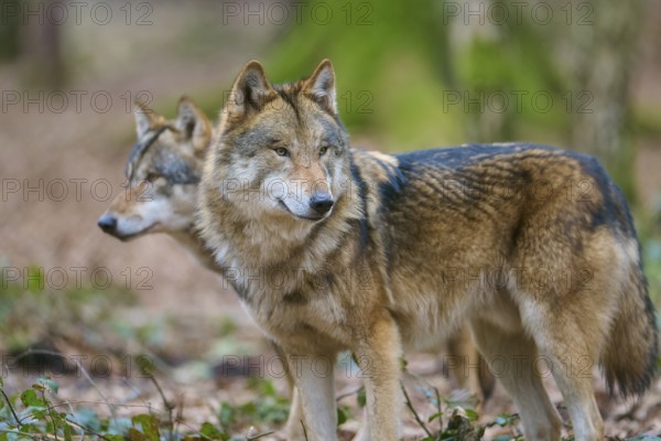 Wolf (Canis lupus), two wolves in the forest with thick brown fur looking attentively in the same direction, Germany, Europe