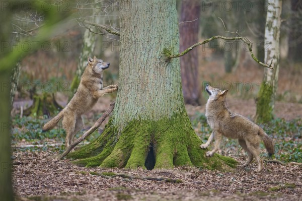 Wolf (Canis lupus), two wolves standing attentively by a moss-covered tree in the forest, Germany, Europe