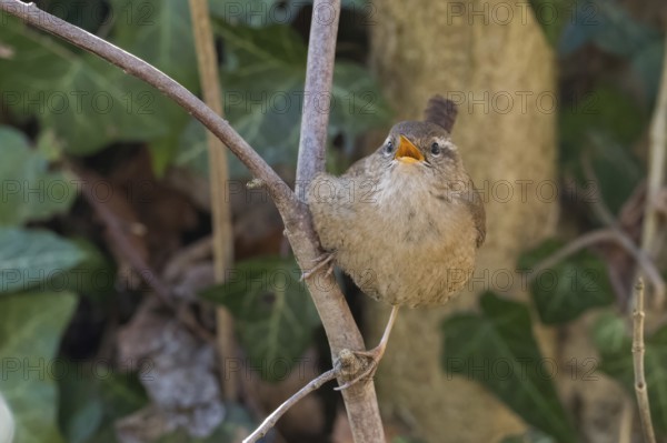 A wren (Troglodytes troglodytes) on a branch with open beak, surrounded by foliage, Hesse, Germany, Europe